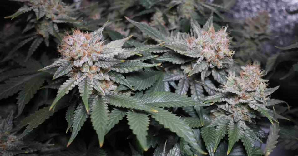 Diesel Fast F1 BX Regular. Week 13