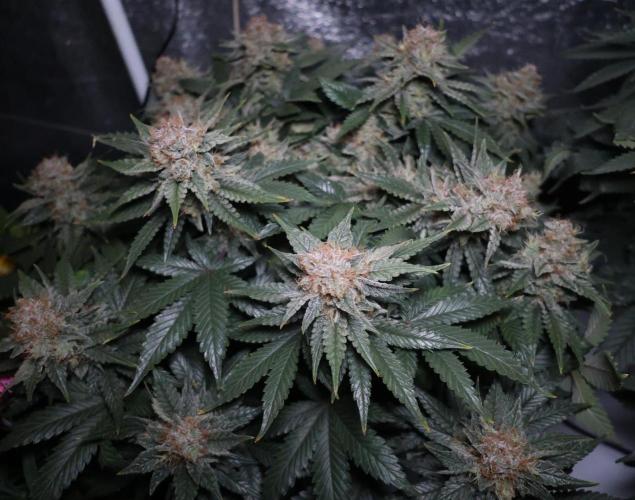 Diesel Fast F1 BX Regular. Week 13
