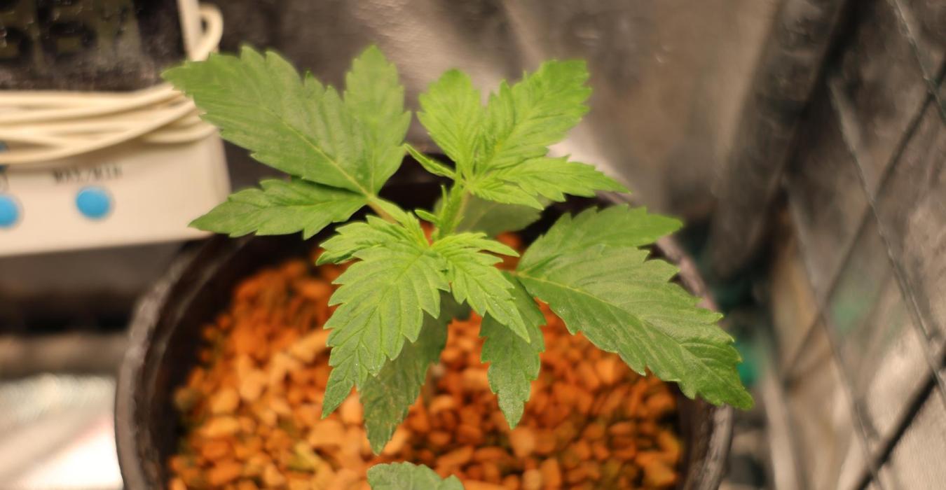 Diesel Fast F1 BX regular. Week 2