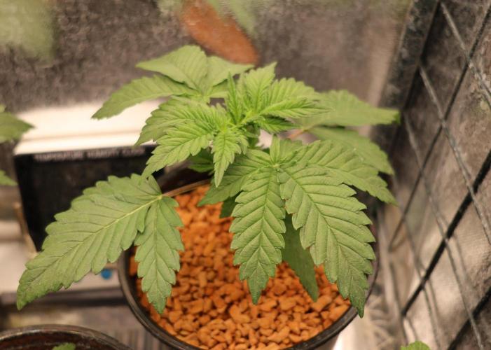 Diesel Fast F1 BX regular. Week 3