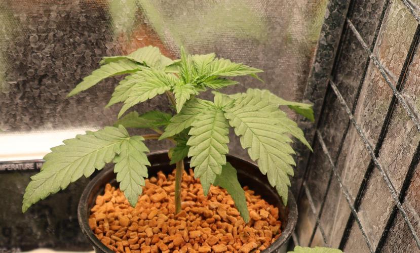 Diesel Fast F1 BX regular. Week 3