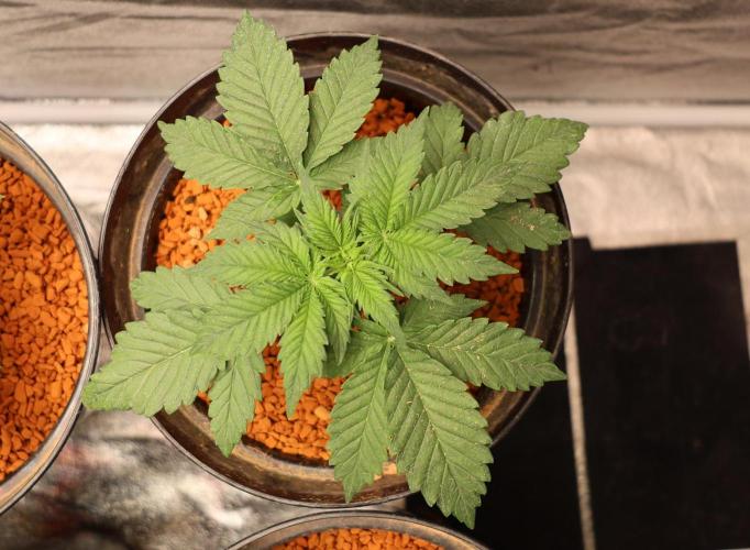 Diesel Fast F1 BX regular. Week 3