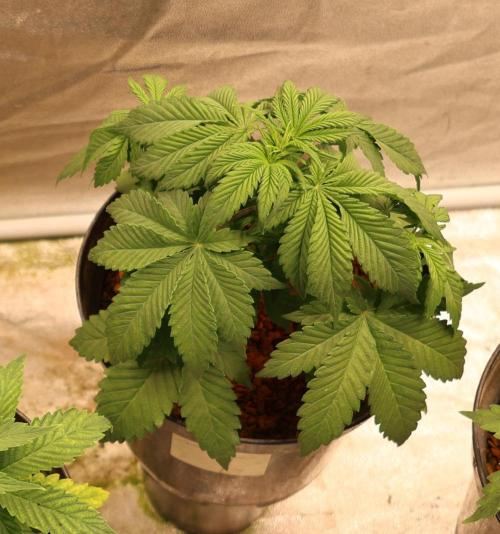 Diesel Fast F1 BX regular. Week 4