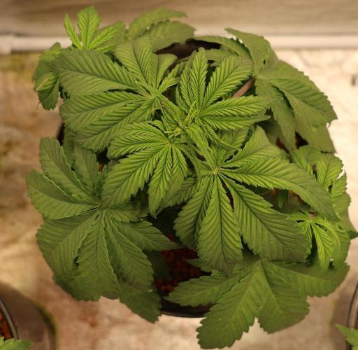 Diesel Fast F1 BX regular. Week 4