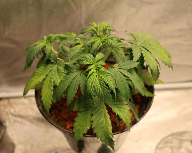 Diesel Fast F1 BX regular. Week 5