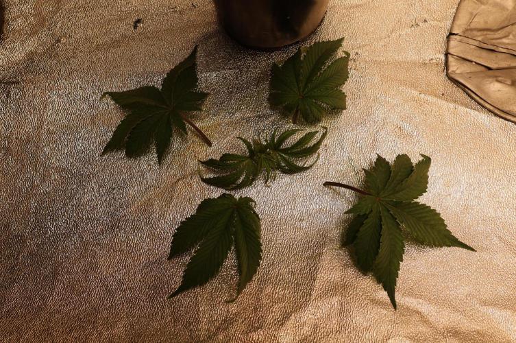 Diesel Fast F1 BX regular. Week 5