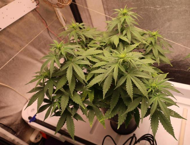 Diesel Fast F1 BX regular. Week 6