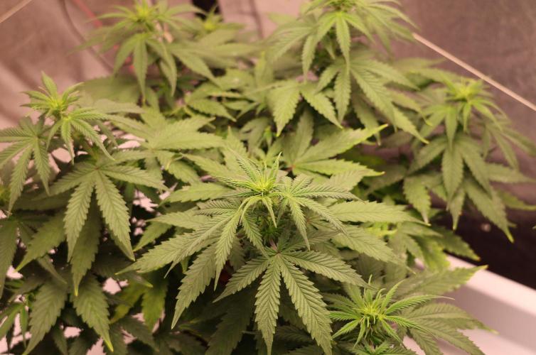 Diesel Fast F1 BX regular. Week 6