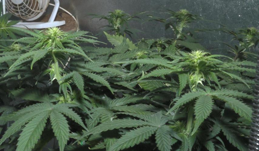 Diesel Fast F1 BX regular. Week 7