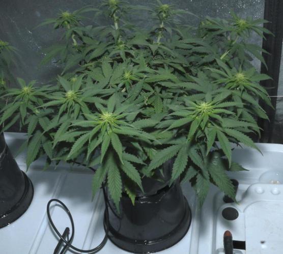 Diesel Fast F1 BX regular. Week 7