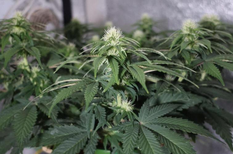 Diesel Fast F1 BX regular. Week 8