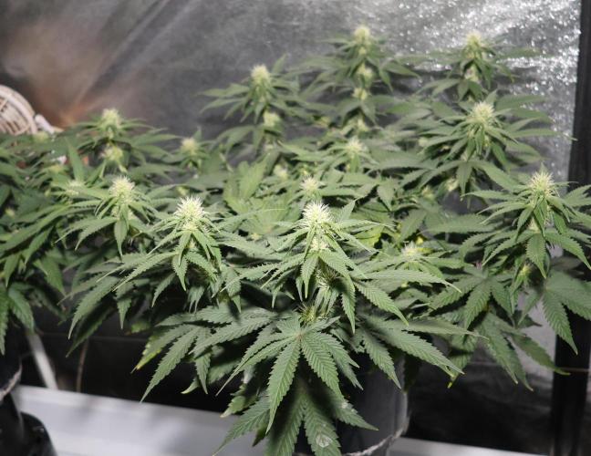 Diesel Fast F1 BX regular. Week 8