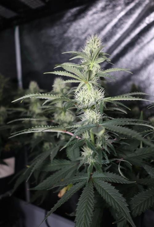 Diesel Fast F1 BX regular. Week 9