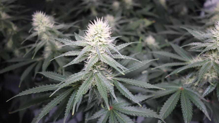 Diesel Fast F1 BX regular. Week 9