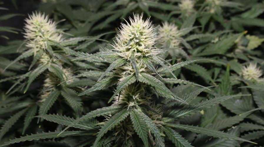Diesel Fast F1 BX regular. Week 9