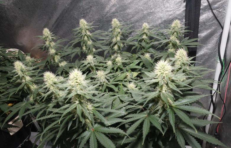 Diesel Fast F1 BX regular. Week 9