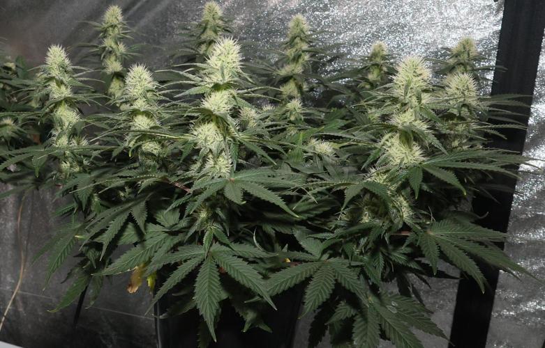 Diesel Fast F1 BX regular. Week 9
