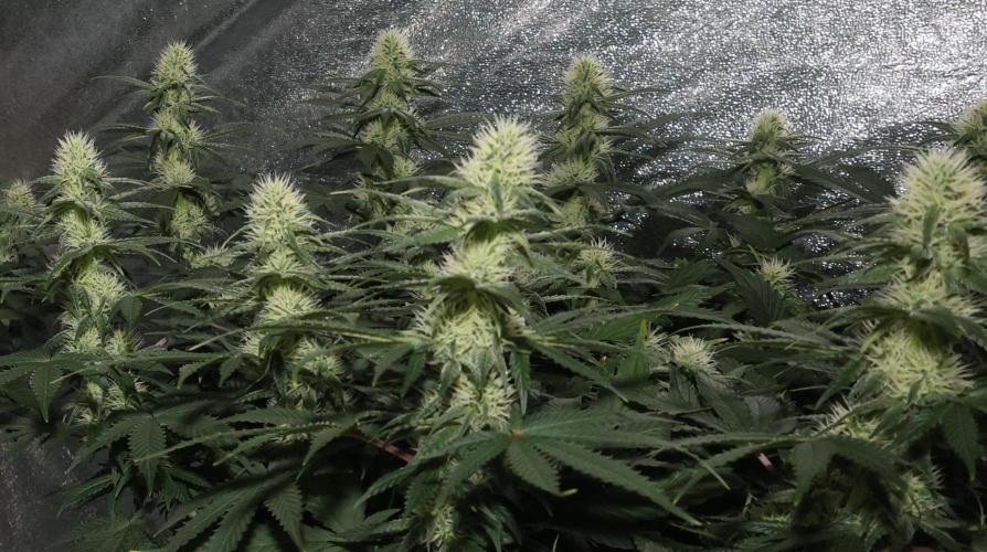 Diesel Fast F1 BX regular. Week 9