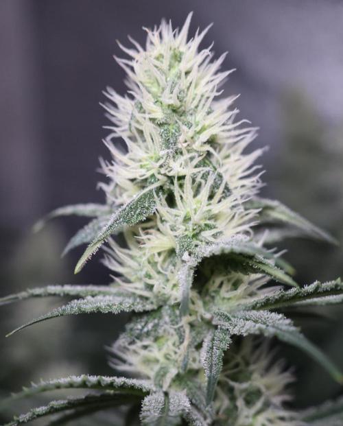 Diesel Fast F1 BX regular. Week 10
