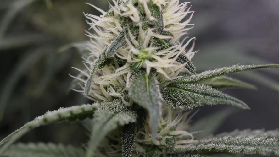 Diesel Fast F1 BX regular. Week 10