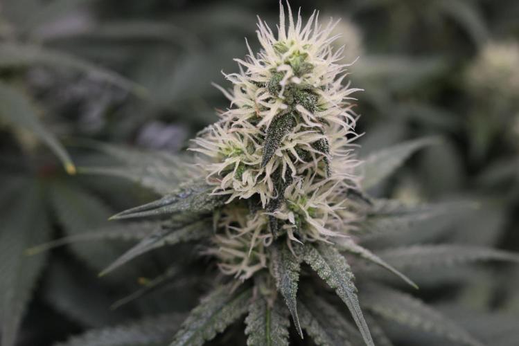 Diesel Fast F1 BX regular. Week 10