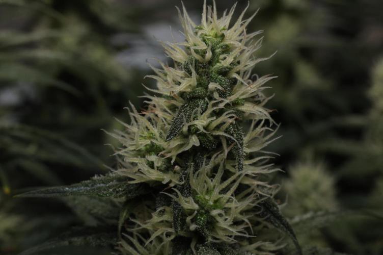 Diesel Fast F1 BX regular. Week 10