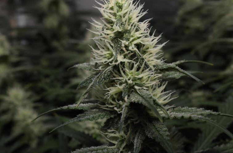 Diesel Fast F1 BX regular. Week 10