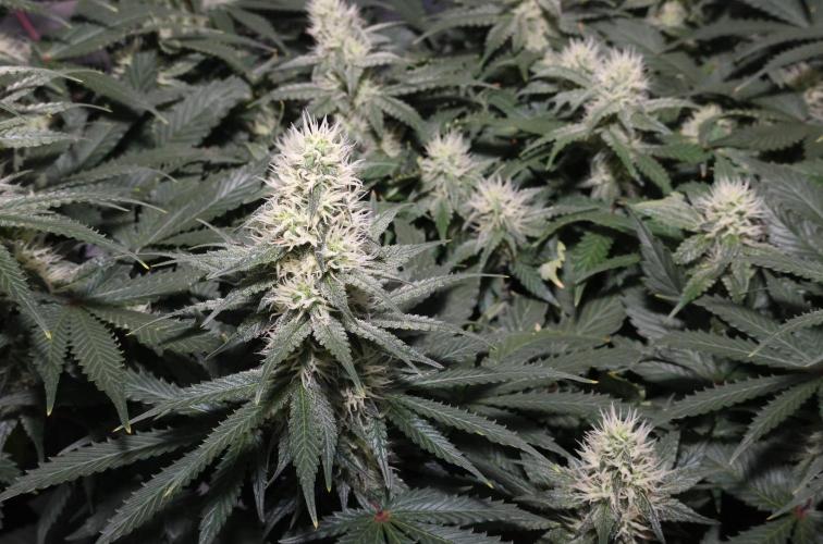 Diesel Fast F1 BX regular. Week 10
