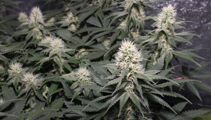 Diesel Fast F1 BX regular. Week 10