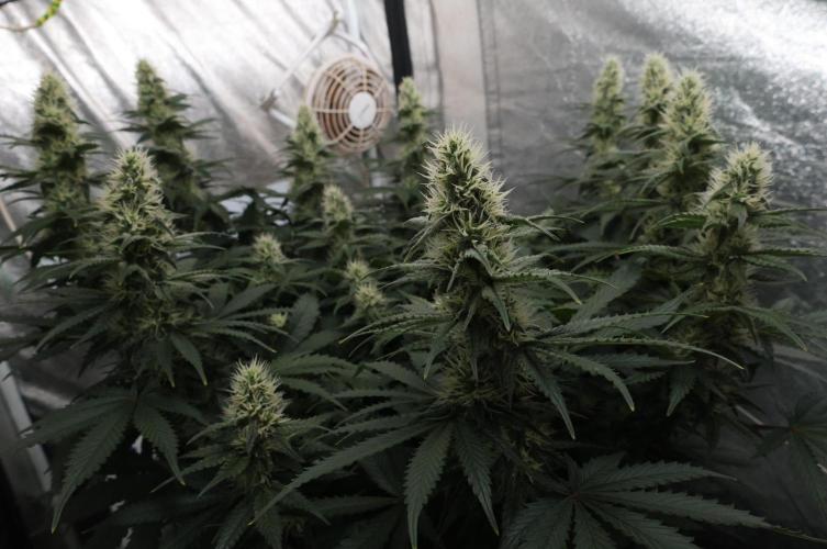 Diesel Fast F1 BX regular. Week 10