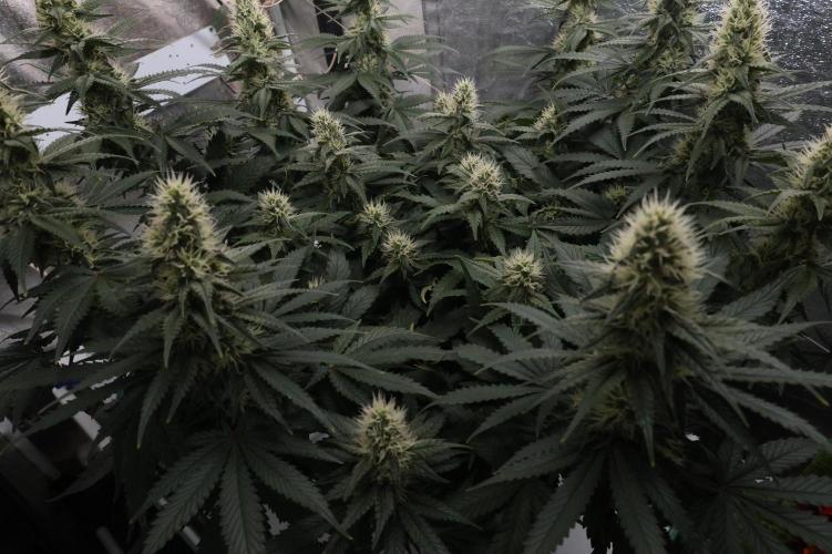 Diesel Fast F1 BX regular. Week 10