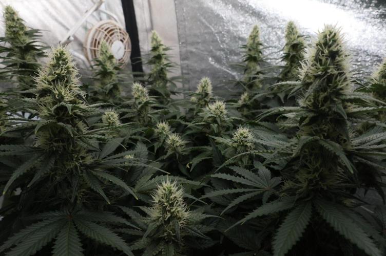 Diesel Fast F1 BX regular. Week 10