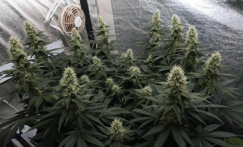 Diesel Fast F1 BX regular. Week 10