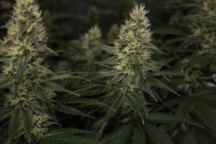 Diesel Fast F1 BX regular. Week 10