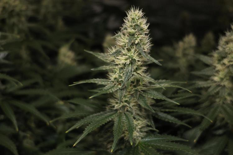 Diesel Fast F1 BX regular. Week 10