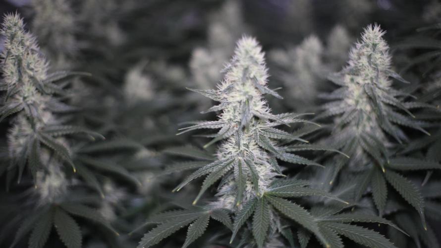 Diesel Fast F1 BX regular. Week 10