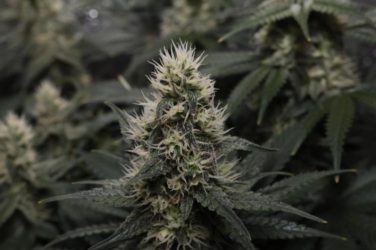 Diesel Fast F1 BX regular. Week 10