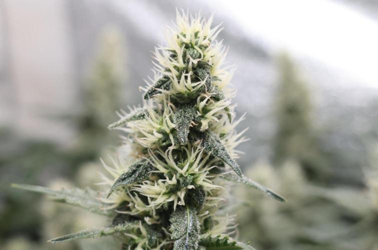Diesel Fast F1 BX regular. Week 10