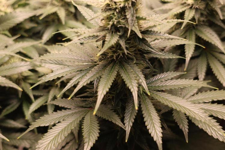 Diesel Fast F1 BX regular. Week 10
