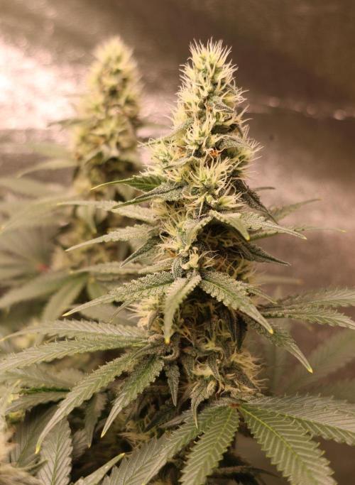 Diesel Fast F1 BX regular. Week 10