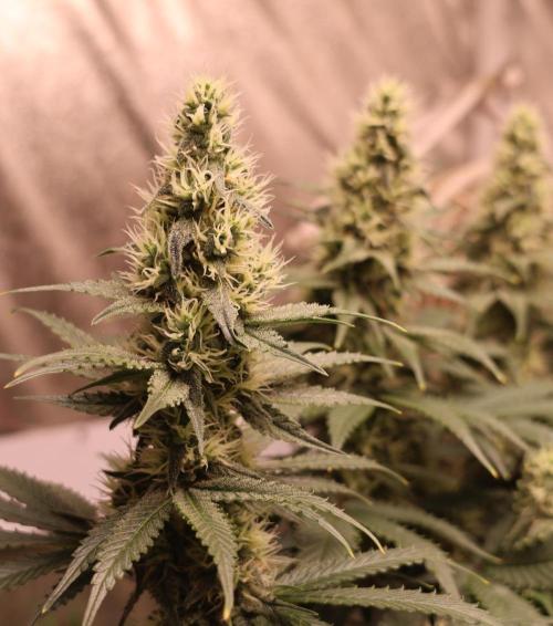 Diesel Fast F1 BX regular. Week 10