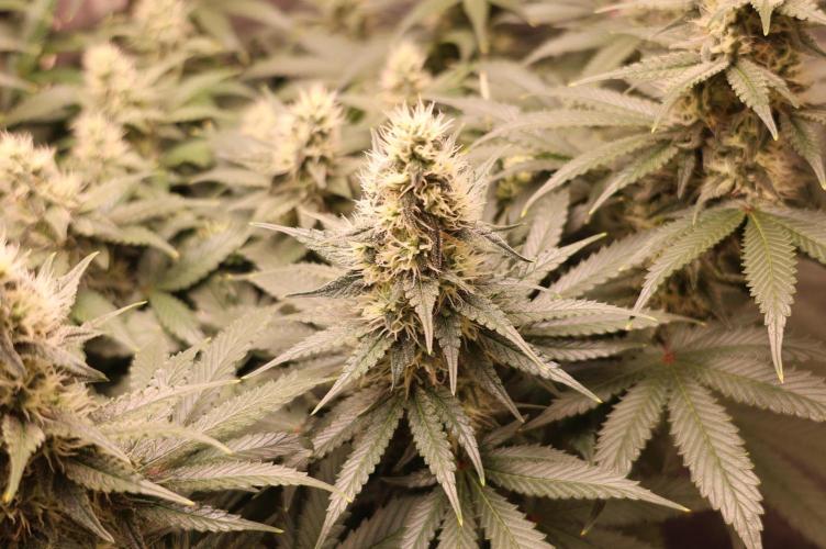 Diesel Fast F1 BX regular. Week 10