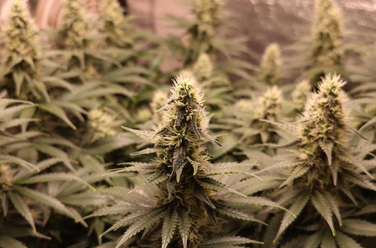 Diesel Fast F1 BX regular. Week 10