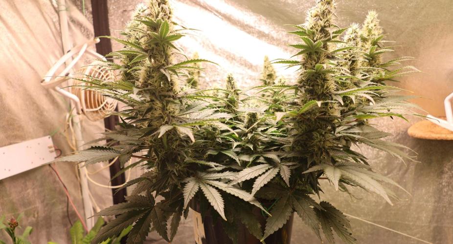 Diesel Fast F1 BX regular. Week 10