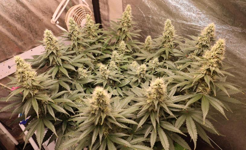 Diesel Fast F1 BX regular. Week 10