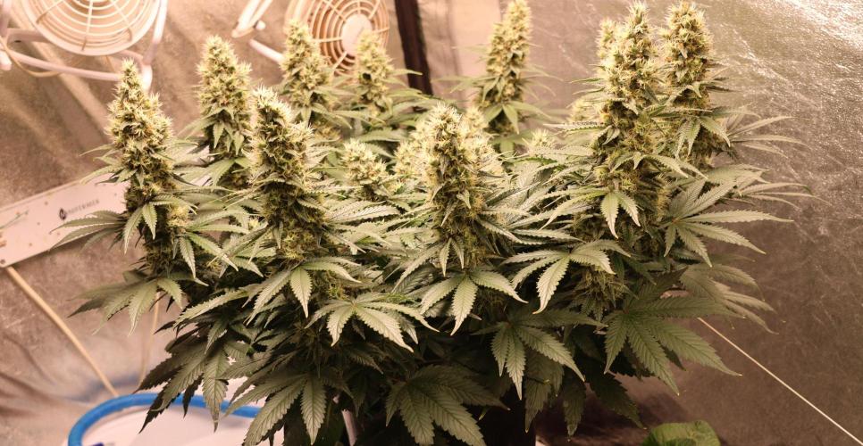Diesel Fast F1 BX regular. Week 11