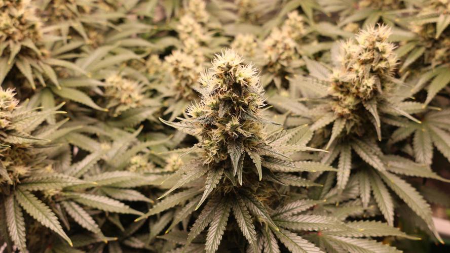 Diesel Fast F1 BX regular. Week 11