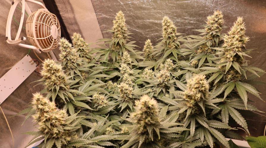 Diesel Fast F1 BX regular. Week 11