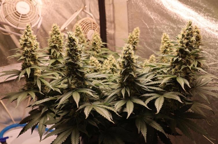 Diesel Fast F1 BX regular. Week 11