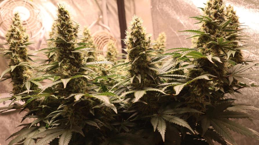 Diesel Fast F1 BX regular. Week 11